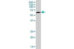 USP14 MaxPab polyclonal antibody. (USP14 抗体  (AA 1-494))