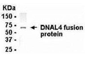 Western Blotting (WB) image for anti-Dynein, Axonemal, Light Chain 4 (DNAL4) (AA 1-105) antibody (ABIN2468073) (DNAL4 抗体  (AA 1-105))