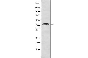 Western blot analysis NIPA using HepG2 whole cell lysates (ZC3HC1 抗体  (C-Term))