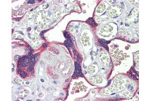 Anti-DSC3 / Desmocollin 3 antibody IHC staining of human placenta. (Desmocollin 3 抗体  (AA 822-850))