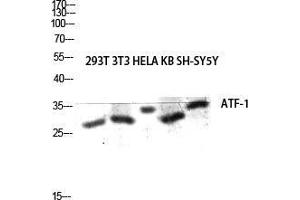 Western Blot (WB) analysis of 293T 3T3 HeLa KB SH-SY5Y lysis using ATF-1 antibody. (AFT1 抗体  (C-Term))