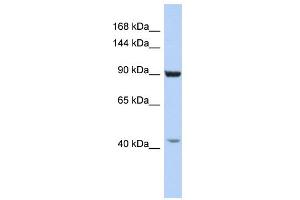 WB Suggested Anti-GRIP1 Antibody Titration:  0. (GRIP1 抗体  (C-Term))