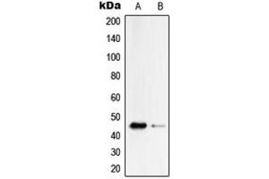 Western blot analysis of Serpin B4 expression in HepG2 (A), PC12 (B) whole cell lysates.