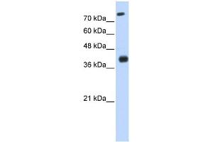 WB Suggested Anti-ISL2 Antibody Titration:  0. (ISL2 抗体  (N-Term))