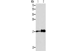 Gel: 15 % SDS-PAGE, Lysate: 40 μg, Lane 1-2: MCF7 cells, human colon tissue, Primary antibody: ABIN7128299(AGR3 Antibody) at dilution 1/150, Secondary antibody: Goat anti rabbit IgG at 1/8000 dilution, Exposure time: 20 seconds (AGR3 抗体)