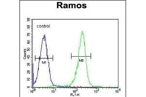 KNG1 Antibody (N-term) (ABIN655629 and ABIN2845108) flow cytometric analysis of Ramos cells (right histogram) compared to a negative control cell (left histogram). (KNG1 抗体  (N-Term))