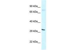 Image no. 1 for anti-Basic Helix-Loop-Helix Family, Member E41 (BHLHE41) (N-Term) antibody (ABIN6747610) (BHLHE41 抗体  (N-Term))
