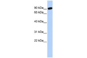 WB Suggested Anti-ZNF132 Antibody Titration:  0. (ZNF132 抗体  (N-Term))
