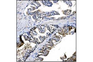 IHC analysis of Prolyl Endopeptidase/PREP using anti-Prolyl Endopeptidase/PREP antibody (ABIN7599118). (PREP 抗体  (AA 1-227))