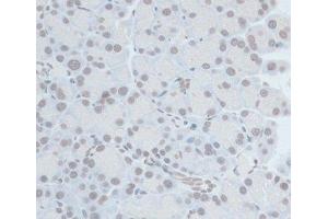 Immunohistochemistry of paraffin-embedded Rat pancreas using ZNF703 Polyclonal Antibody at dilution of 1:100 (40x lens). (ZNF703 抗体)