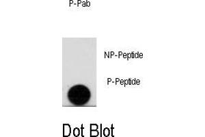 Image no. 1 for anti-Leo1, Paf1/RNA Polymerase II Complex Component, Homolog (S. Cerevisiae) (LEO1) (pSer10) antibody (ABIN358507) (LEO1 抗体  (pSer10))