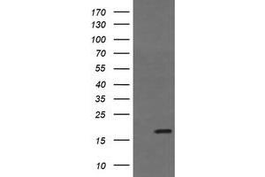 Image no. 2 for anti-Growth Arrest and DNA-Damage-Inducible, gamma (GADD45G) antibody (ABIN1497607) (GADD45G 抗体)
