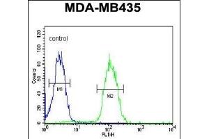DHRS7 Antibody (N-term) (ABIN650968 and ABIN2840014) flow cytometric analysis of MDA-M cells (right histogram) compared to a negative control cell (left histogram). (DHRS7 抗体  (N-Term))