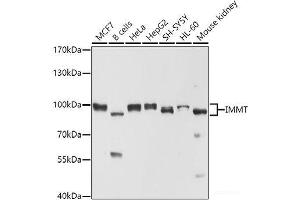 Western blot analysis of extracts of various cell lines using IMMT Polyclonal Antibody at dilution of 1:1000. (IMMT 抗体)