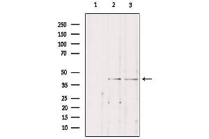 Western blot analysis of extracts from various samples, using STAC3 Antibody. (STAC3 抗体  (Internal Region))