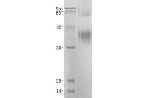 Validation with Western Blot (Clusterin Protein (CLU) (Transcript Variant 1))