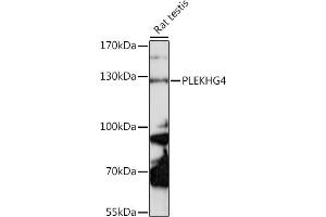 Western Blotting (WB) image for anti-Pleckstrin Homology Domain Containing, Family G (With RhoGef Domain) Member 4 (PLEKHG4) (AA 710-1010) antibody (ABIN7269416)
