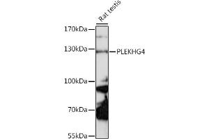 Western blot analysis of extracts of rat testis, using PLEKHG4 antibody (ABIN7269416) at 1:1000 dilution.