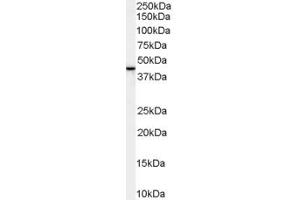 ABIN185458 staining (1µg/ml) of Human Breast lysate (RIPA buffer, 30µg total protein per lane).