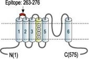 Representative domain view of the target of ABIN7043522.