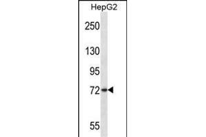 FRMD7 Antibody (N-term) (ABIN657294 and ABIN2846380) western blot analysis in HepG2 cell line lysates (35 μg/lane). (FRMD7 抗体  (N-Term))