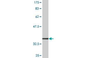 Western Blotting (WB) image for anti-Bone Morphogenetic Protein Receptor, Type IB (BMPR1B) (AA 24-127) antibody (ABIN513784)
