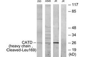 Western blot analysis of extracts from 293/A549/JurKat cells, treated with etoposide 25uM 1h, using CATD (heavy chain,Cleaved-Leu169) Antibody. (Cathepsin D 抗体  (Cleaved-Leu169))