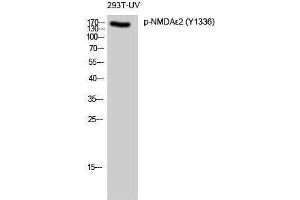 Western Blotting (WB) image for anti-NMDA epsilon 2 (pTyr1336) antibody (ABIN3182688) (NMDA epsilon 2 (pTyr1336) 抗体)