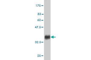 Western Blot detection against Immunogen (37. (Ectodysplasin A2 Receptor 抗体  (AA 1-110))