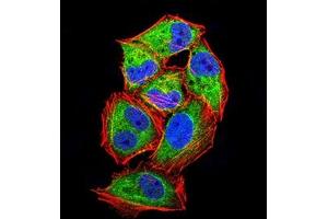 Immunofluorescence (IF) image for anti-Lipoprotein-Associated phospholipase A2 (Lp-PLA2) (AA 22-441) antibody (ABIN7193530)