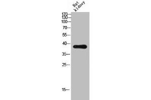 Western Blot analysis of RAT-kidney cells using CD300c Polyclonal Antibody (CD300c 抗体  (Internal Region))