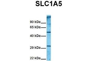 Host:  Rabbit  Target Name:  SLC1A5  Sample Tissue:  Human 293T  Antibody Dilution:  1. (SLC1A5 抗体  (Middle Region))
