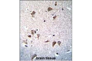 OCT3/4 Antibody  (ABIN655493 and ABIN2845012) immunohistochemistry analysis in formalin fixed and paraffin embedded human brain tissue followed by peroxidase conjugation of the secondary antibody and DAB staining. (OCT4 抗体  (AA 265-297))