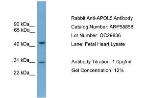 WB Suggested Anti-APOL5  Antibody Titration: 0. (Apolipoprotein L 5 抗体  (C-Term))