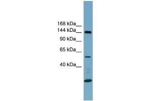 WB Suggested Anti-ITGA8 Antibody Titration:  0. (ITGA8 抗体  (N-Term))