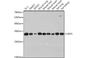 Western blot analysis of extracts of various cell lines, using SBDS antibody (ABIN7270289) at 1:1000 dilution. (SBDS 抗体)