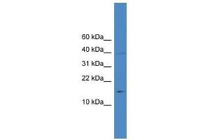 IL17A antibody used at 0. (Interleukin 17a 抗体  (N-Term))