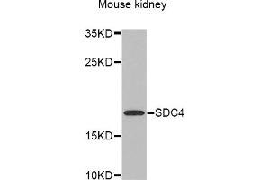 Western blot analysis of extracts of mouse kidney, using SDC4 antibody (ABIN5970935) at 1/1000 dilution. (SDC4 抗体)