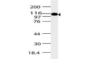 Image no. 1 for anti-ArfGAP with SH3 Domain, Ankyrin Repeat and PH Domain 2 (ASAP2) (AA 500-760) antibody (ABIN5027044) (ASAP2 抗体  (AA 500-760))