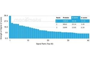 Analysis of Protein Array containing more than 19,000 full-length human proteins using HDAC6-Monospecific Mouse Monoclonal Antibody (PCRP-HDAC6-1A4). (HDAC6 抗体)