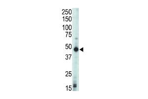 Western blot analysis of anti-PRKAR1B Pab in mouse liver tissue lysate (Protein Kinase A beta (AA 50-80), (N-Term), (Regulatory Subunit 1) 抗体)