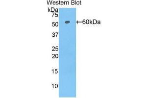Western blot analysis of the recombinant protein. (TRF1 抗体  (AA 148-428))