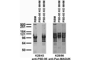 Immunoblot against adult rat brain membranes (RBM) and adult mouse hippocampal membranes (MHM) from PSD-95 and -93 knockout (KO) mice probed with K28/43 (left) or K28/86 (right) TC supe.