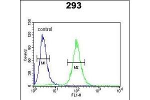 SPB3 Antibody (N-term) (ABIN390500 and ABIN2840856) flow cytometric analysis of 293 cells (right histogram) compared to a negative control cell (left histogram). (HSPB3 抗体  (N-Term))