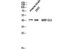 Western Blot (WB) analysis of Mouse Brain 293T lysis using MRP-S22 antibody. (MRPS22 抗体  (Internal Region))