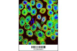 Confocal immunofluorescent analysis of HN1 Antibody with A549 cell followed by Alexa Fluor 488-conjugated goat anti-rabbit lgG (green). (HN1 抗体  (AA 58-86))