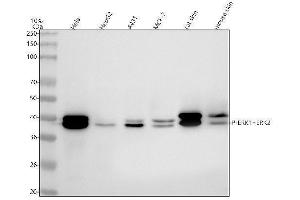 Western blot analysis of MAPK3 using anti-MAPK3 antibody (ABIN7603389).