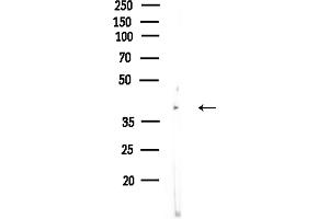 anti-Follistatin-Like 1 (FSTL1) (N-Term) antibody