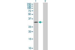 Western Blot analysis of CDK10 expression in transfected 293T cell line by CDK10 MaxPab polyclonal antibody. (CDK10 抗体  (AA 1-331))
