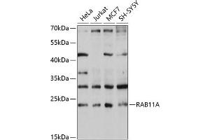 Western blot analysis of extracts of various cell lines, using RA antibody (ABIN3021607, ABIN3021608, ABIN3021609 and ABIN6215361) at 1:1000 dilution. (RAB11A 抗体  (AA 1-216))